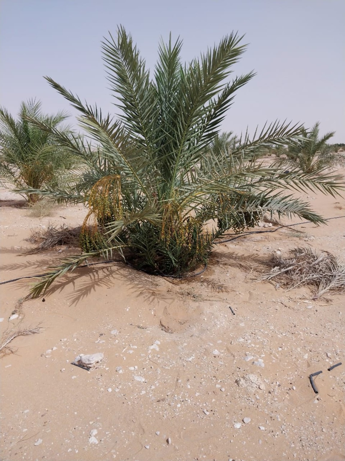 نخيل الوادي الجديد